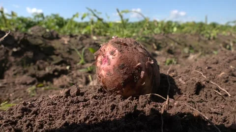 Raw potatoes immediately after removing from the cultivated fields Video stock 321829303