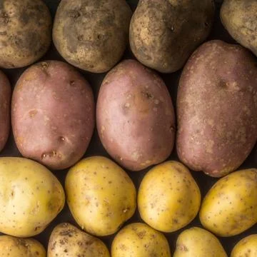 Raw potatoes mix background square Stock Photos
