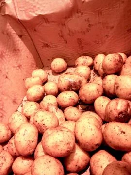 Raw potatoes Stock Photos