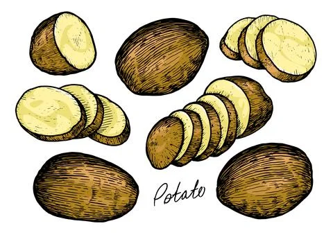 Raw potatoes set with whole root crops and sliced pieces. Farm vegetables vector Illustrazione stock