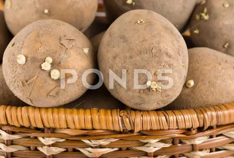Raw potatoes in wooden basket Stock Photos