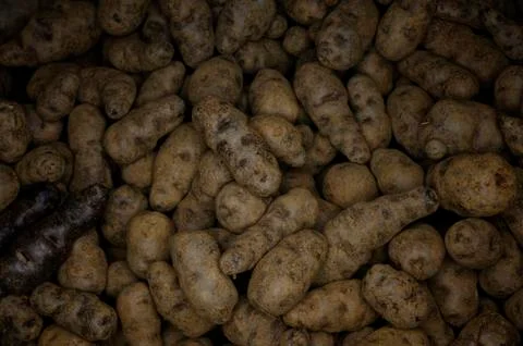 Raw potatos Stock Photos