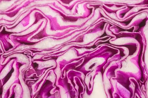 Raw Purple Cabbage 스톡 사진