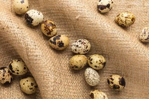 Raw quail eggs close-up Stock Photos
