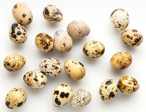 Raw quail eggs closeup Stock Photos