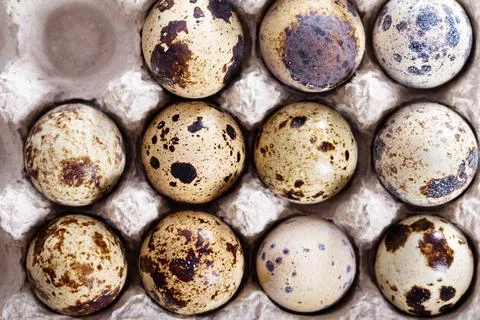 Raw quail eggs in egg holder Foto stock