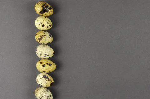 Raw quail eggs on a gray background. A line of seven eggs. Top view, flat lay Stock Photos