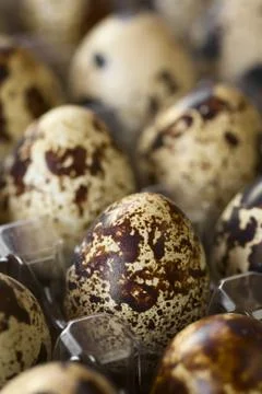 Raw Quail Eggs Stock Photos