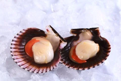 Raw queen scallops on ice Stock Photos
