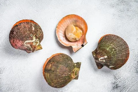 Raw Queen Scallops on kitchen table. White background. Top view Stock Photos