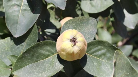 Raw quince on a quince tree Stock Footage 161568203