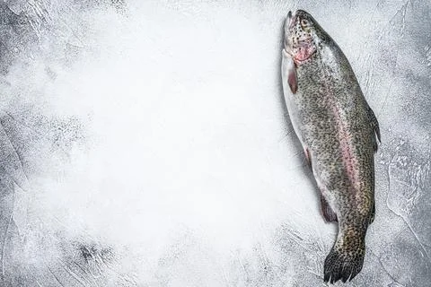 Raw Rainbow trout fish on a table. White background. Top view. Copy space Stock Photos