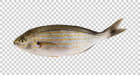 Raw Rainbow Trout PNG Stock Photos