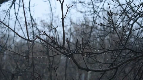 RAW rainy day tree view HD Stock Footage 303274940