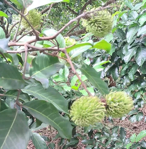 Raw rambutan Stock-Footage 324837571