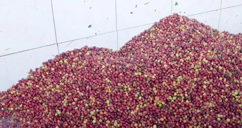 Raw Red And Yellow Coffee Cherries Vibrating During Industrial Processing I.. Stock Footage 330111734