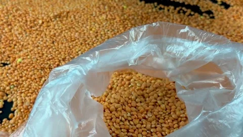 Raw red lentils in clear plastic bag close up Stock-Footage 340581316
