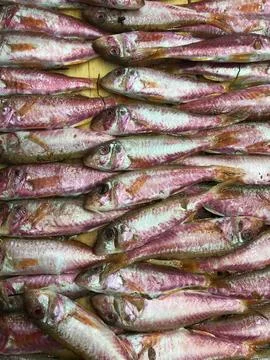 Raw red mullet Stock Photos