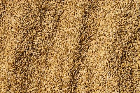 Raw Rice Background Stock Photos