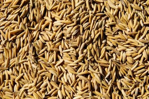 Raw Rice Background Stock Photos