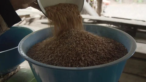 Raw rice being poured into husking machine Stock Footage