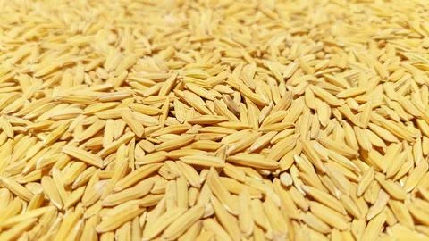 Raw Rice paddy background Texture Foto stock