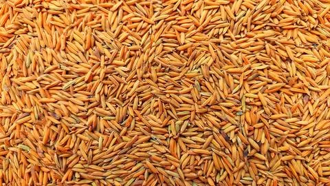 Raw Rice paddy background Texture Stock Photos