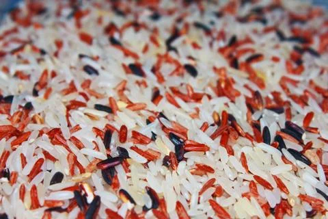 Raw rice Stock Photos