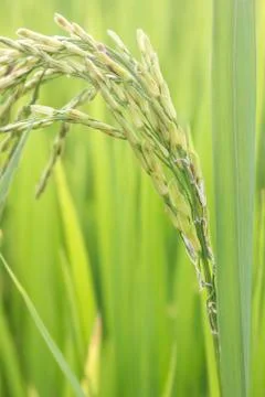 Raw rice Stock Photos