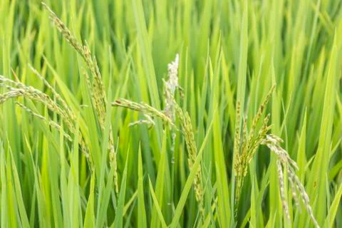 Raw rice Stock Photos