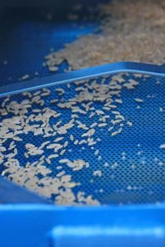 Raw rice in rice mill machine Stock Photos