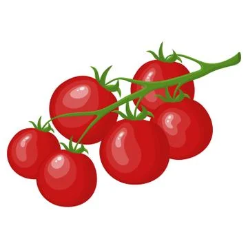 Raw Ripe Tomatoes on Branch isolated on white background. Vector illustration. Stock Illustration
