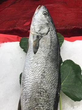 Raw rock perch Stock Photos