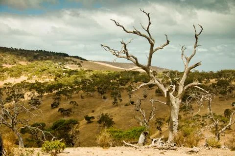 RAW ROUGH LANDSCAPE WITH BARE TREES AND DRAMATIC COUNTRYSIDE Stock Photos