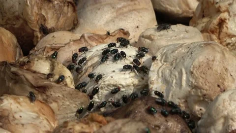 Raw rubber, Malaysia Stock Footage 147296517