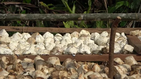 Raw rubber, Malaysia Stock Footage 147296522