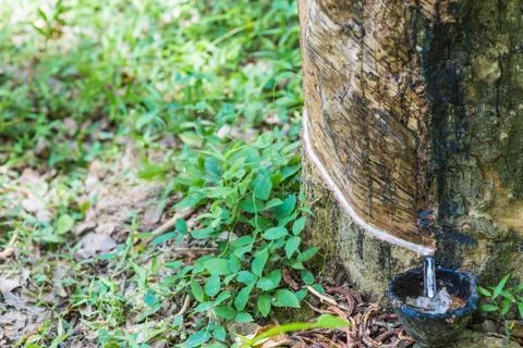 Raw rubber on the rubber tree. Foto stock