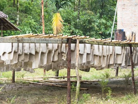 Raw rubber sheets drying in Myamar Stock Photos