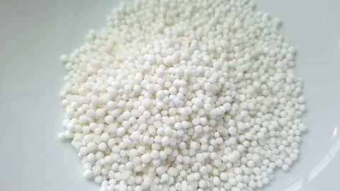 Raw Sago inside white color ceramic bowl. Stock Footage 159442399