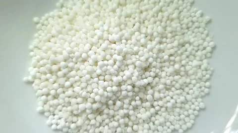 Raw Sago inside white color ceramic bowl. Video stock 159442416