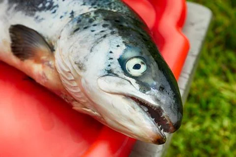Raw salmon Stock Photos