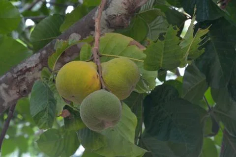 Raw of santol  on tree Stock Photos