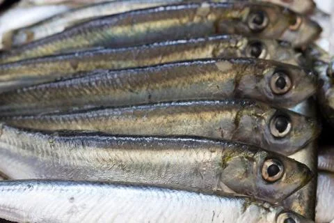 Raw sardines Stock Photos