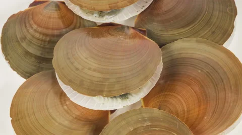Raw scallop on white background close up rotation. Vídeo Stock 58287789