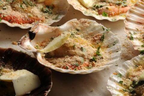 Raw scallops on baking paper in the baking dish. Stock Photos