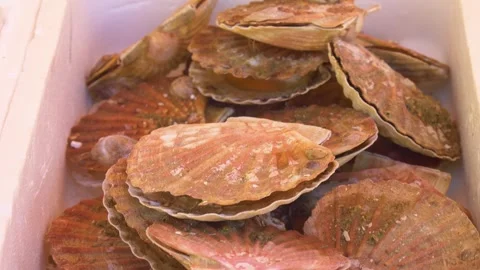 Raw scallops stacked in shells for sale Stock Footage 334656153