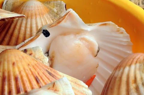 Raw scallops washed in the colander Stock Photos