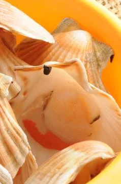 Raw scallops washed in the colander Stock Photos