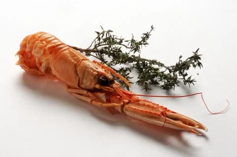 Raw scampi on a white background Foto stock