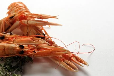 Raw scampi on a white background Stock Photos